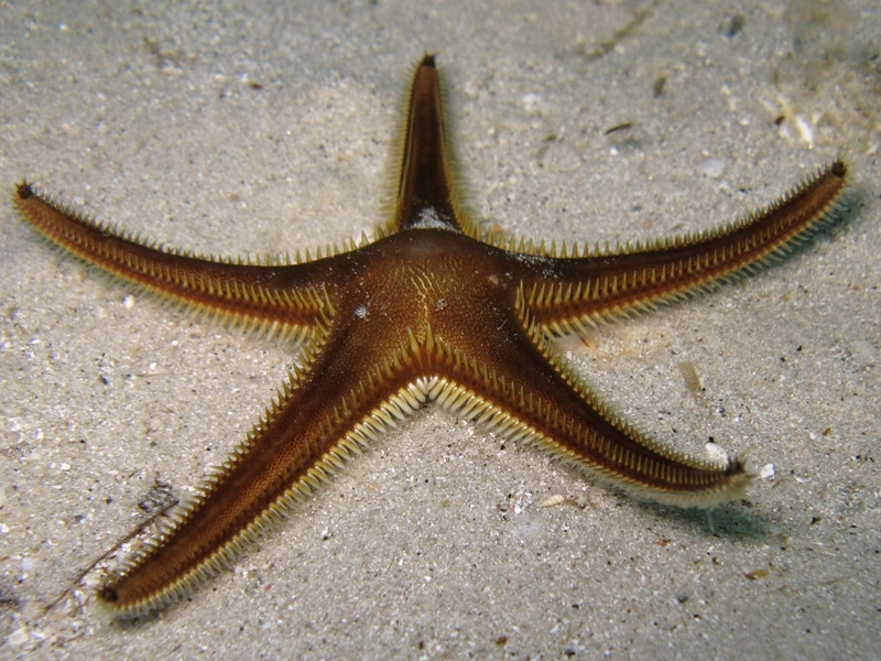 Astropecten bispinosus (Otto, 1823)